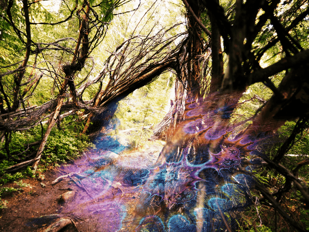 Glowing psychedelic fractal art spread over a forest path beneath an arch of twisted branches at Kosmos Festival